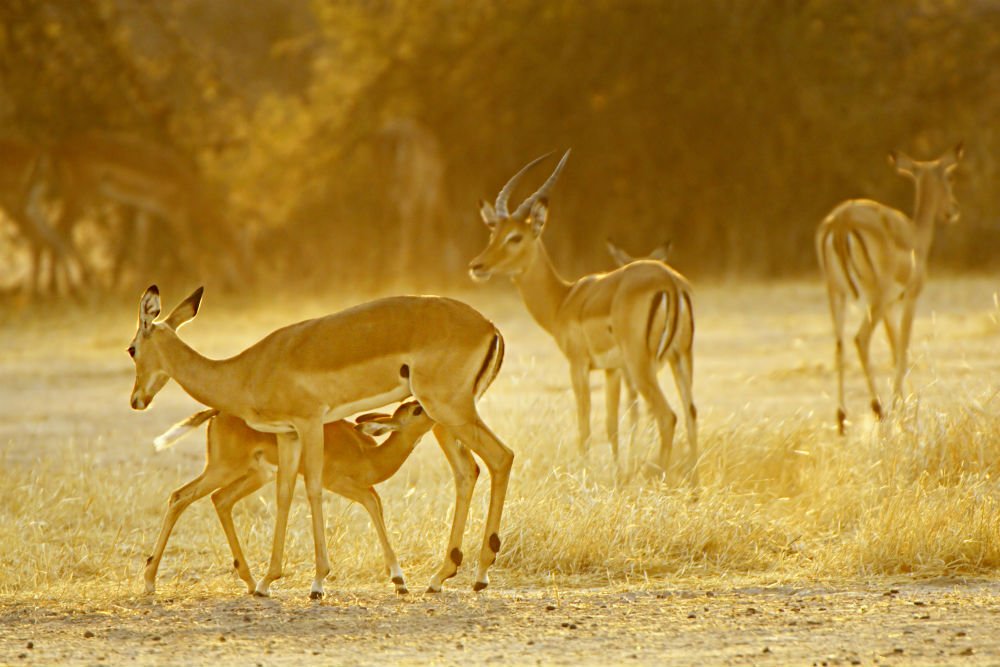 Ruaha National Park, Tanzania